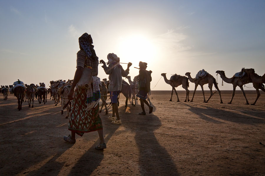  Afar men with their camels and donkeys on their way to Lake Asale to work in the salt fields   Ethiopia
